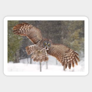 Awesome! - Great Grey Owl Sticker